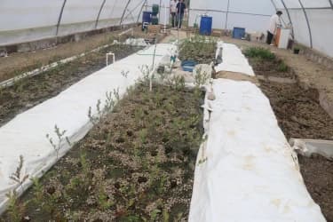 Aquaponic greenhouse.JPG