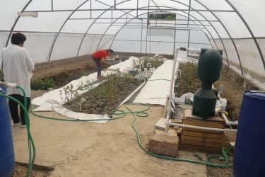 Cultivation of blueberry in greenhouse.JPG
